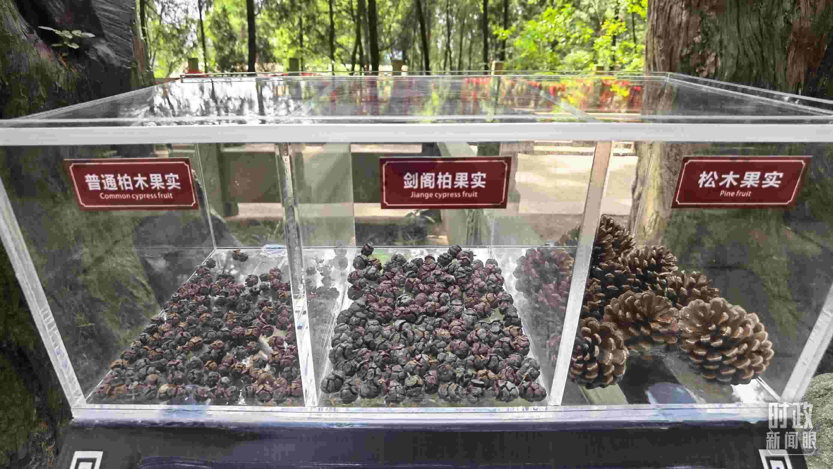 △翠云廊古蜀道，現(xiàn)場(chǎng)陳列的柏木和松木果實(shí)。（總臺(tái)央視記者石丞拍攝）