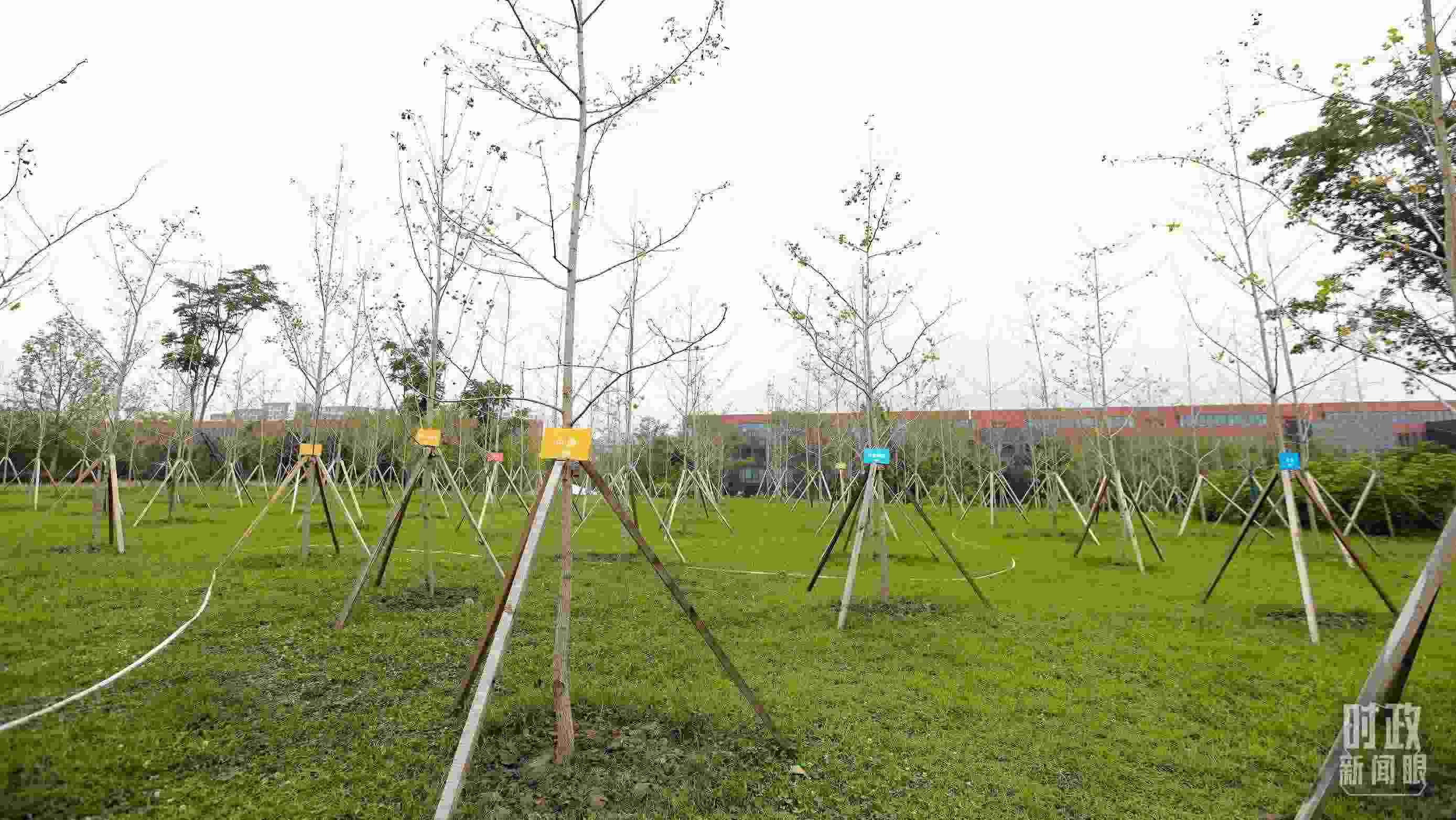 成都大運村內專門種植了友誼林，各國代表團都可認領。