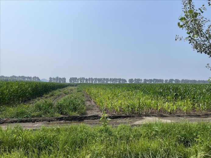 玉米高矮不齊對(duì)比(中國之聲記者江曉晨 攝)