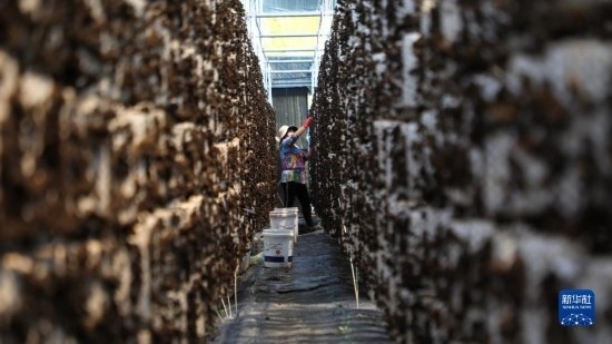 7月29日，在卓尼縣納浪鎮(zhèn)納浪村黑木耳種植基地，農(nóng)戶在采摘黑木耳。