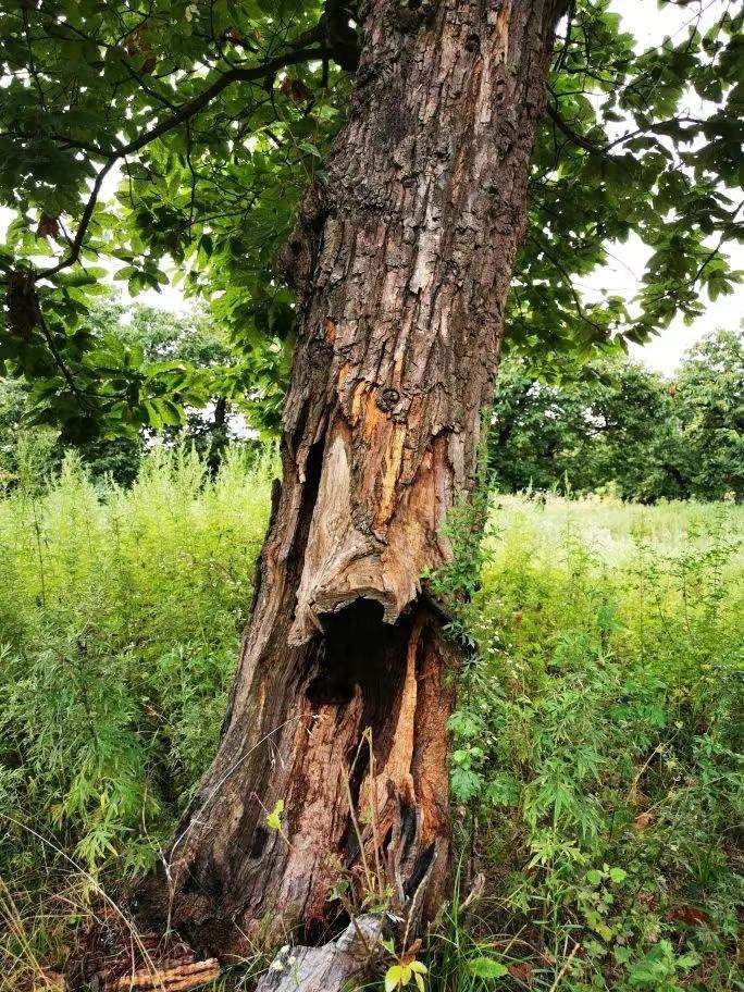 圖為2021年10月拍攝的秦嶺北麓百年板栗古樹遭破壞情況。人民網(wǎng)記者 吳超攝