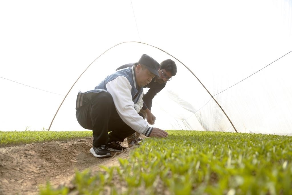 巴基斯坦旁遮普省木爾坦的中巴辣椒訂單種植項目辣椒育苗大棚內(nèi)，中國農(nóng)業(yè)專家?guī)ьI(lǐng)巴基斯坦技術(shù)員查看辣椒秧苗生長情況。