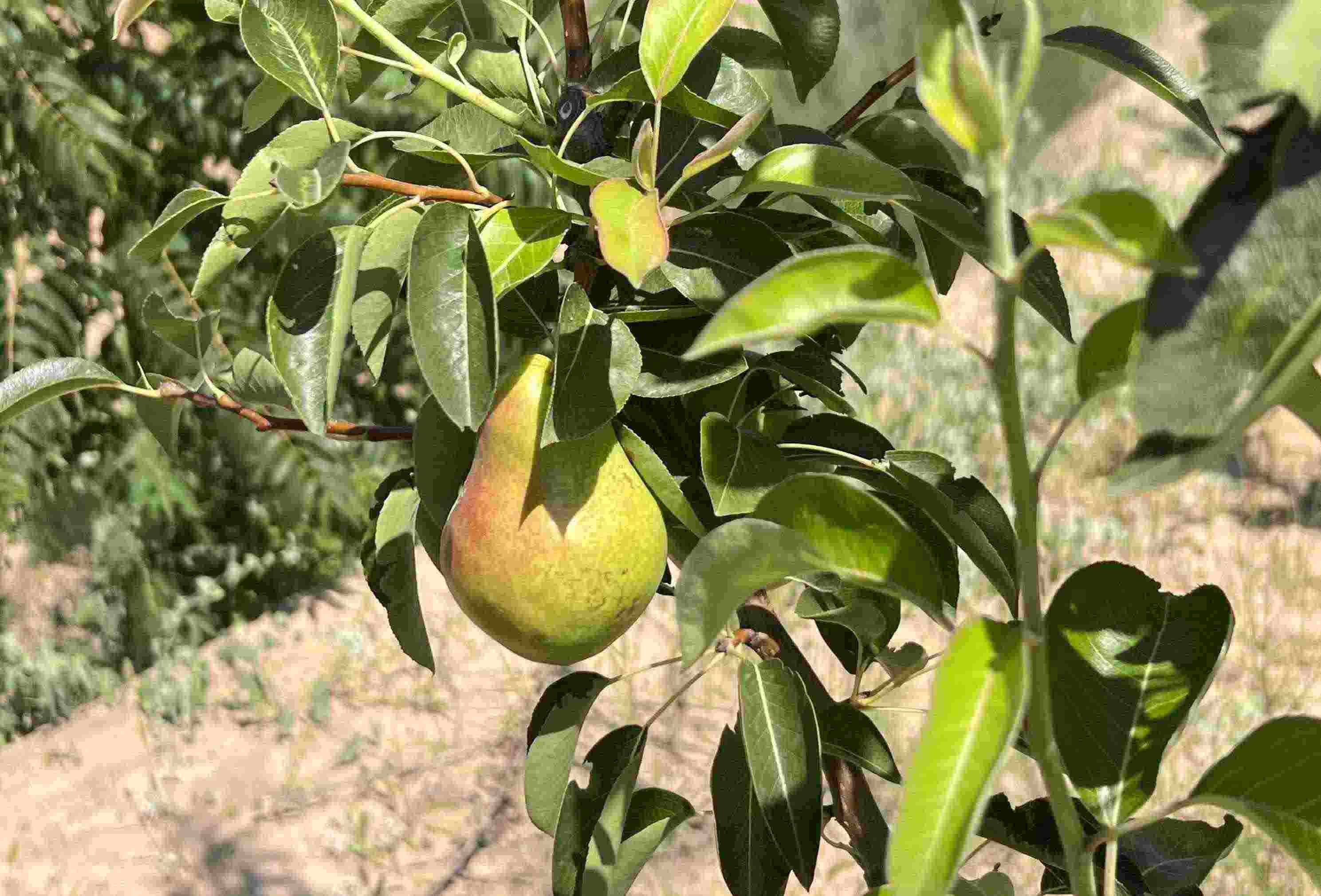 青梨基地果樹上的幼果。人民網(wǎng)記者 王連香攝