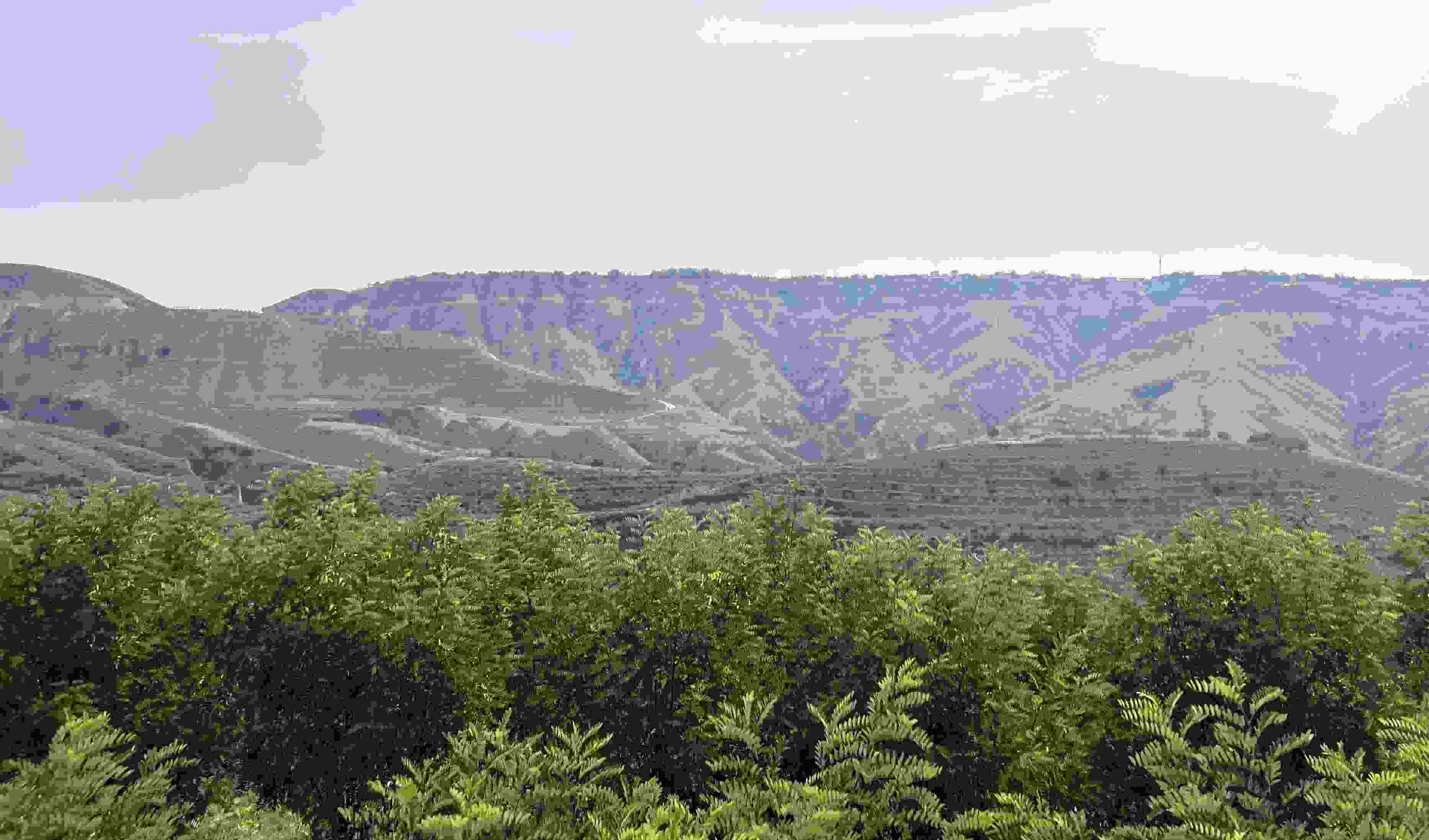 吳堡縣沿黃生態(tài)林。人民網(wǎng)記者 王連香攝