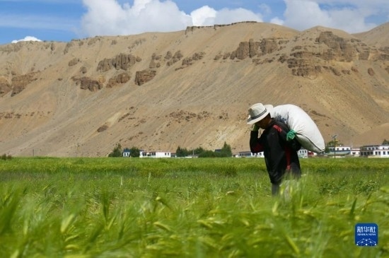 8月12日，西藏阿里地區(qū)普蘭縣赤德村村民在青稞田里勞作。