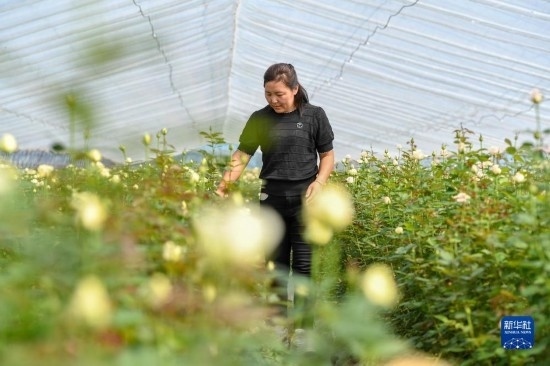 8月17日，吉林省德惠市朱城子鎮(zhèn)沿河村程雪家庭農(nóng)場(chǎng)的負(fù)責(zé)人楊雪在查看玫瑰花長(zhǎng)勢(shì)。新華社記者 張楠 攝