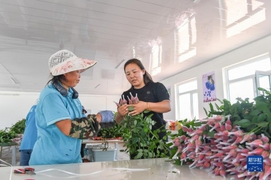 8月17日，吉林省德惠市朱城子鎮(zhèn)沿河村程雪家庭農(nóng)場(chǎng)的負(fù)責(zé)人楊雪（右）指導(dǎo)農(nóng)民修剪玫瑰花。新華社記者 張楠 攝