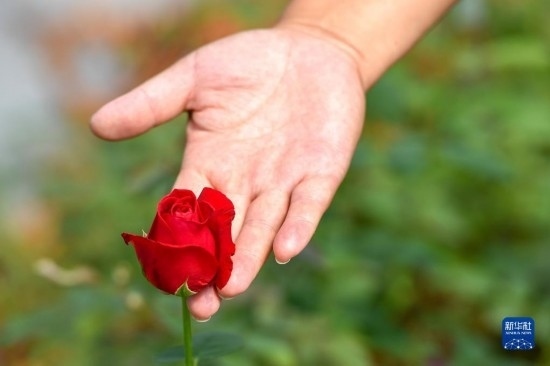 8月17日，吉林省德惠市朱城子鎮(zhèn)沿河村程雪家庭農(nóng)場(chǎng)的負(fù)責(zé)人楊雪在查看玫瑰花長(zhǎng)勢(shì)。新華社記者 張楠 攝