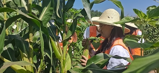 北京工商大學(xué)組織學(xué)生開展暑期社會實踐。學(xué)校供圖