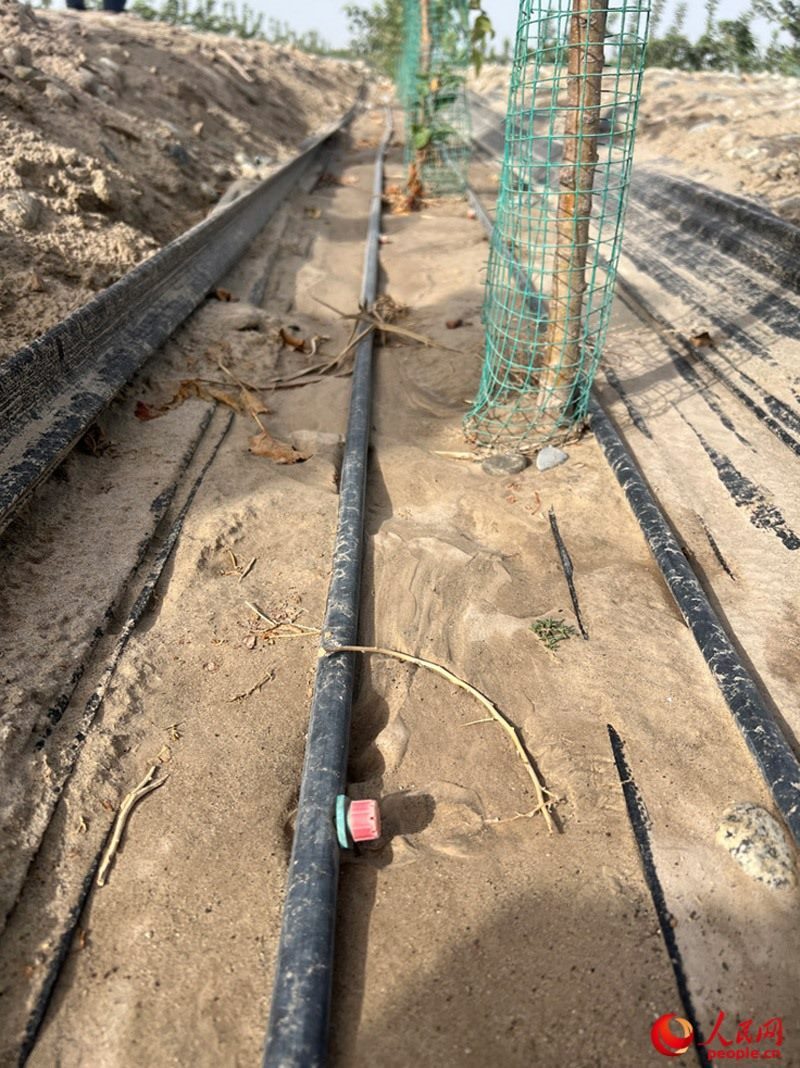 水肥一體化滴灌技術(shù)，可極大節(jié)約用水量。人民網(wǎng)記者 常雪梅攝