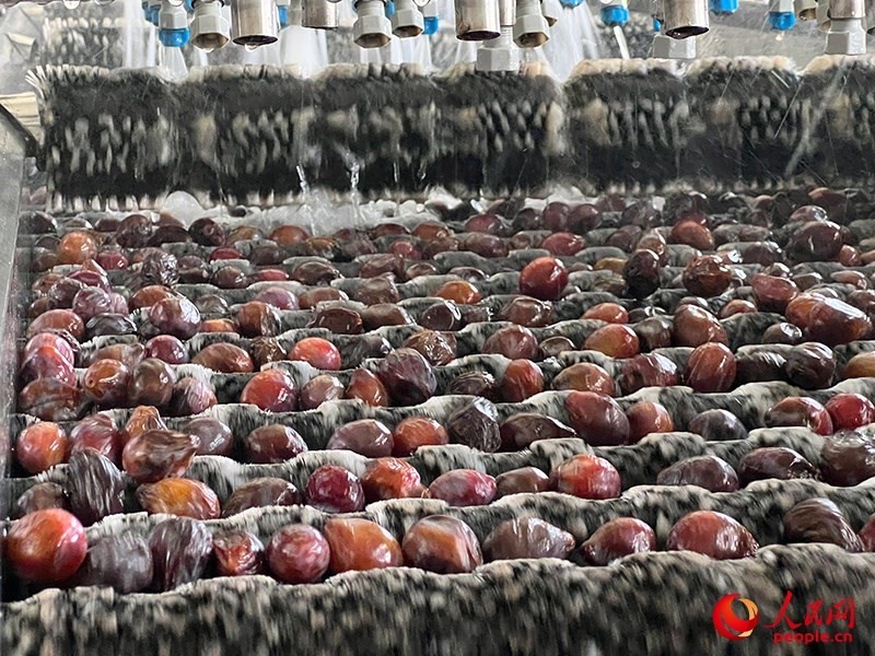 清洗西梅。人民網(wǎng)記者 常雪梅攝