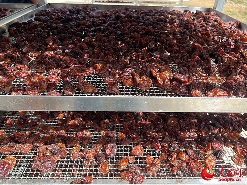 晾曬西梅。人民網(wǎng)記者 常雪梅攝