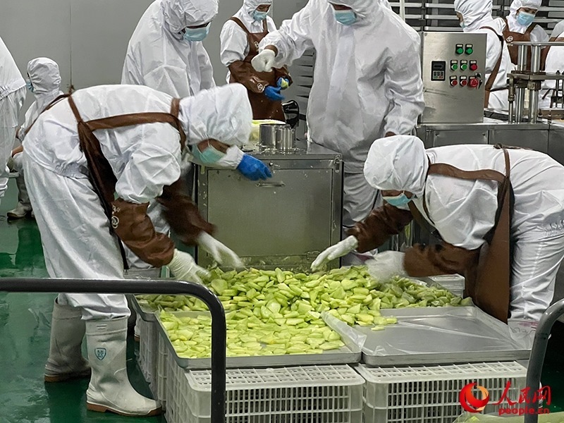 切片哈密瓜將被做成凍干食品。人民網(wǎng)記者 常雪梅攝