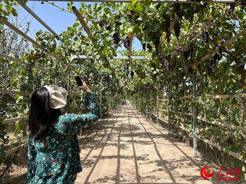 新疆閩龍達(dá)干果產(chǎn)業(yè)有限公司內(nèi)種植的葡萄。人民網(wǎng)記者 常雪梅攝