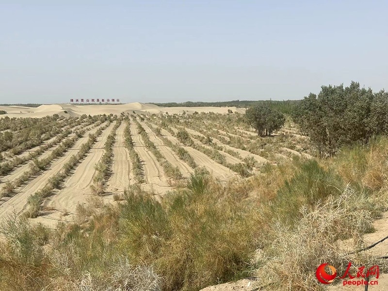 麥蓋提縣百萬畝防風(fēng)固沙生態(tài)林建設(shè)工程。人民網(wǎng)記者 常雪梅攝