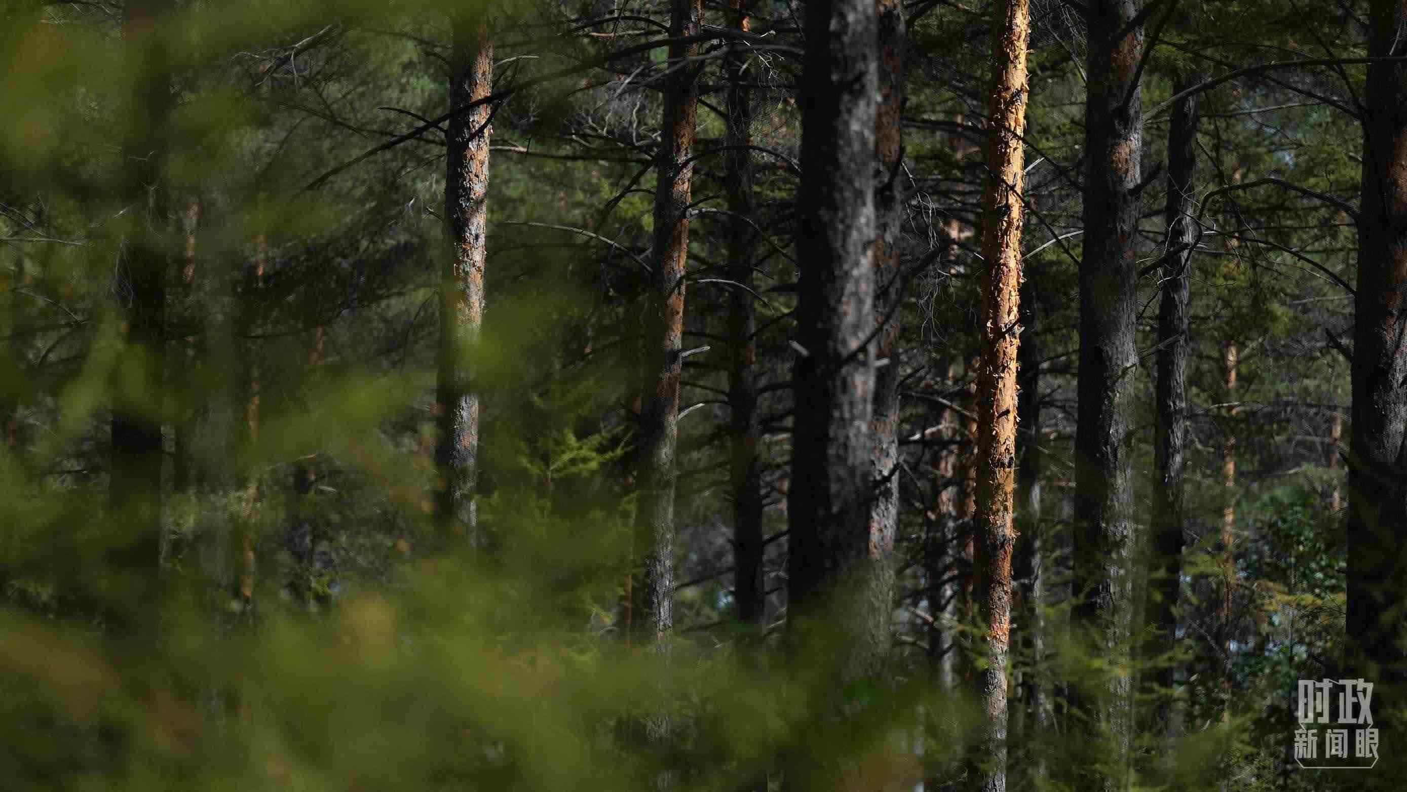 △漠河林場有天然林3.54萬公頃、蓄積量325.3萬立方米。（總臺國廣記者李晉拍攝）