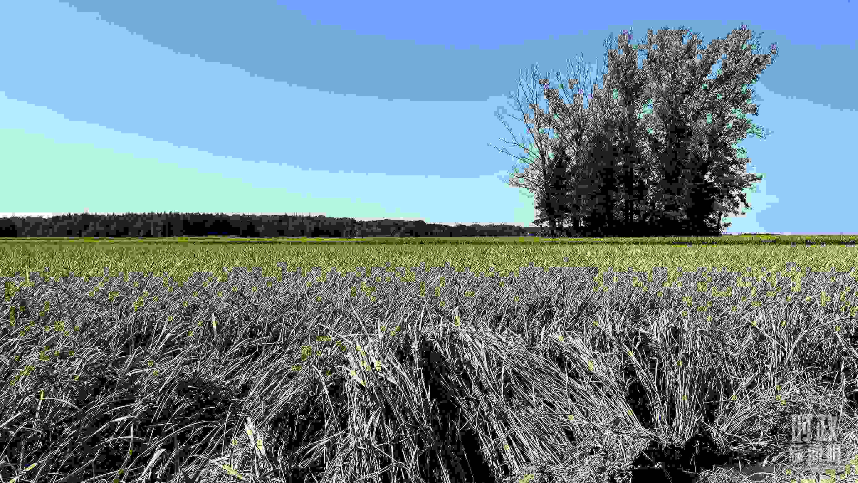 △龍王廟村遭受洪澇災害的農田。（總臺央視記者邢彬拍攝）