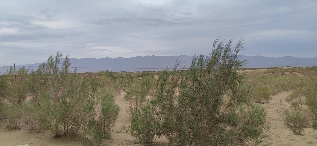 曾經(jīng)的荒漠現(xiàn)已被大面積梭梭林覆蓋。張璐璐 攝