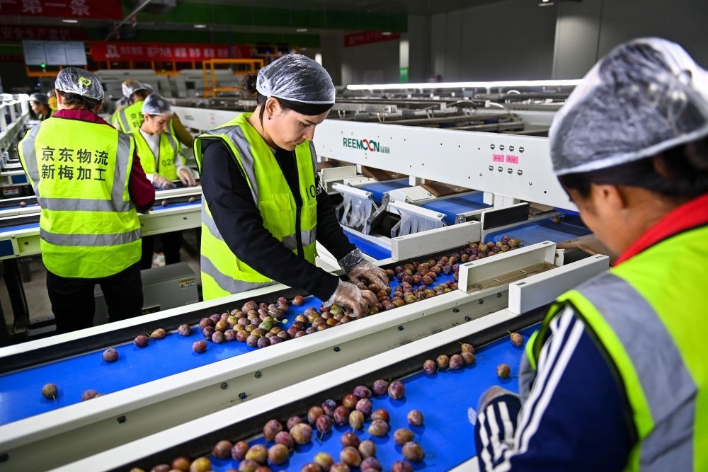 在新疆伽師縣粵伽新梅產(chǎn)業(yè)園內(nèi)的京東物流新疆智能供應(yīng)鏈中心，員工在智能分揀線檢查分選好的新梅（2023年8月30日攝）。新華社記者 丁磊 攝