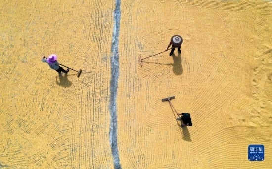 9月16日，湖南省郴州市桂陽縣流峰鎮(zhèn)農(nóng)民在晾曬稻谷（無人機(jī)照片）。