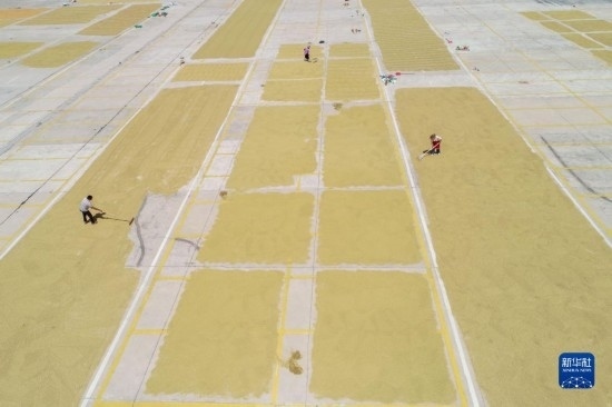 9月16日，村民在貴州省黔東南苗族侗族自治州丹寨縣金泉街道晾曬稻谷（無人機(jī)照片）。