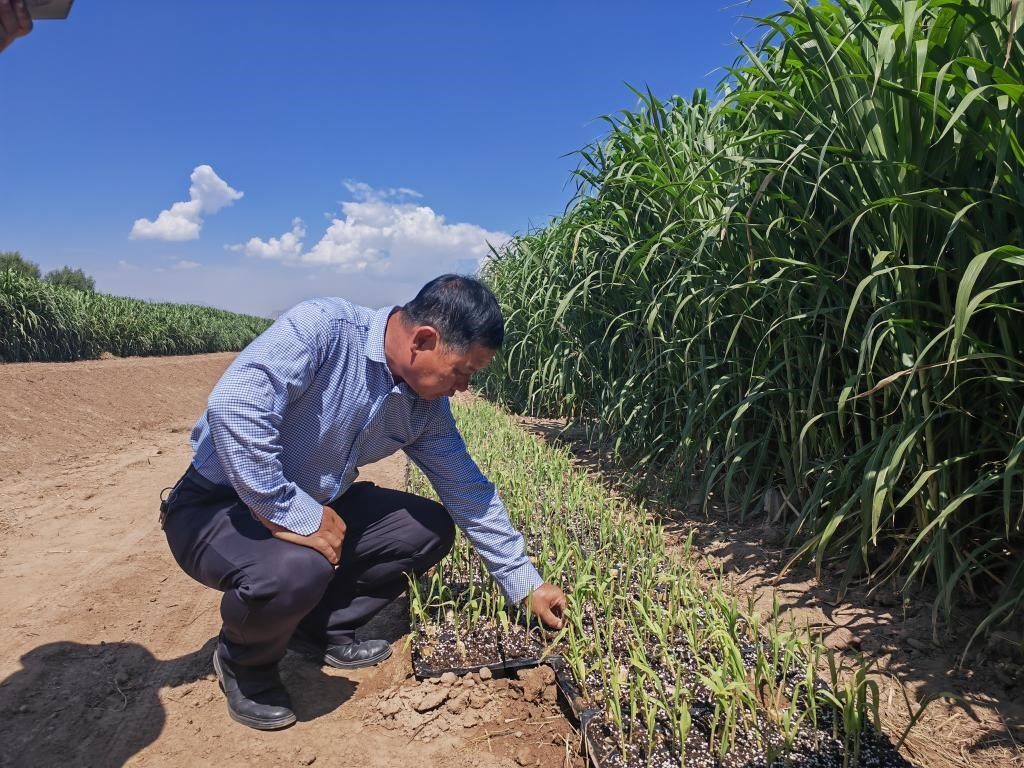 高級(jí)農(nóng)藝師周興德向記者介紹巨菌草幼苗（2023年9月1日攝）。新華社記者馬麗娟 攝