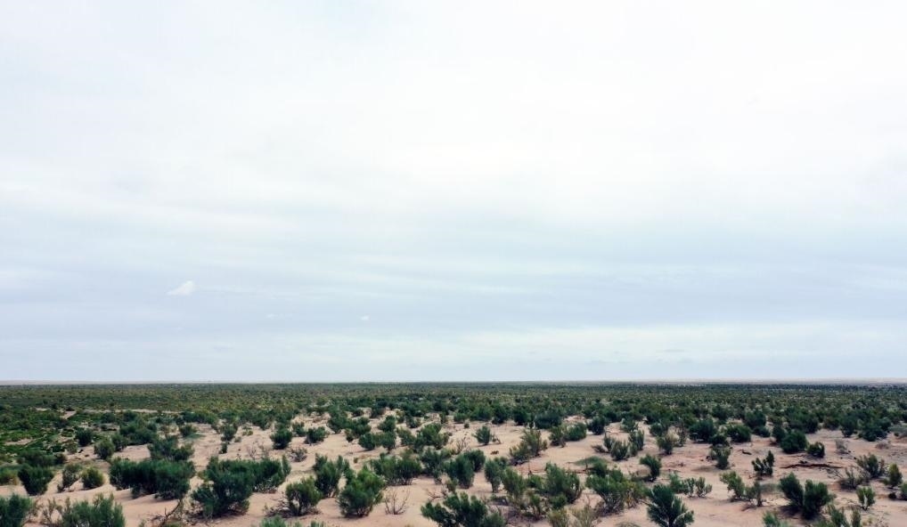 經(jīng)過(guò)封禁保護(hù)和人工種植梭梭后恢復(fù)綠色的草場(chǎng)（2023年9月12日攝）。新華社記者李云平 攝