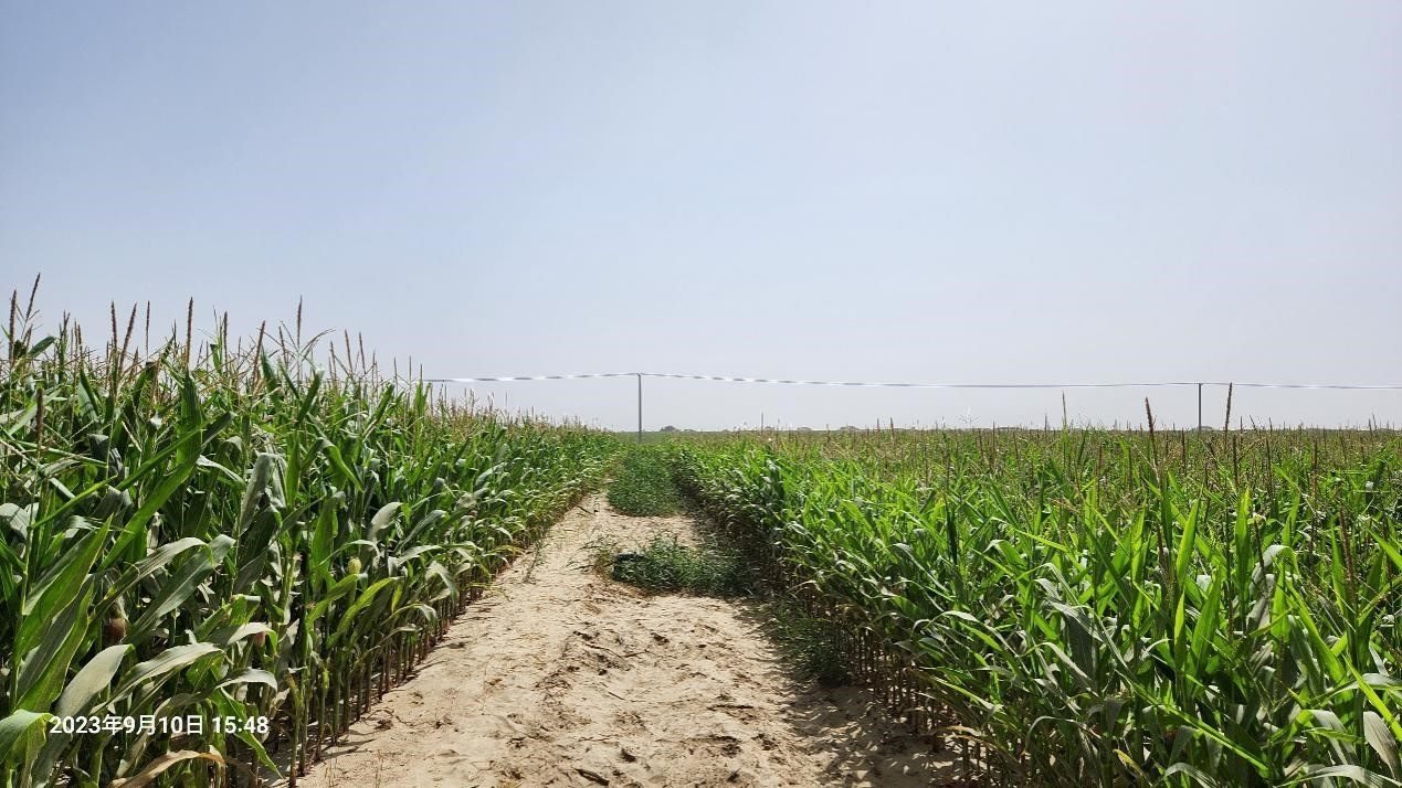 玉米改良40天后對(duì)比（左邊為改良組，右邊為對(duì)照組）。胡樹文團(tuán)隊(duì)供圖