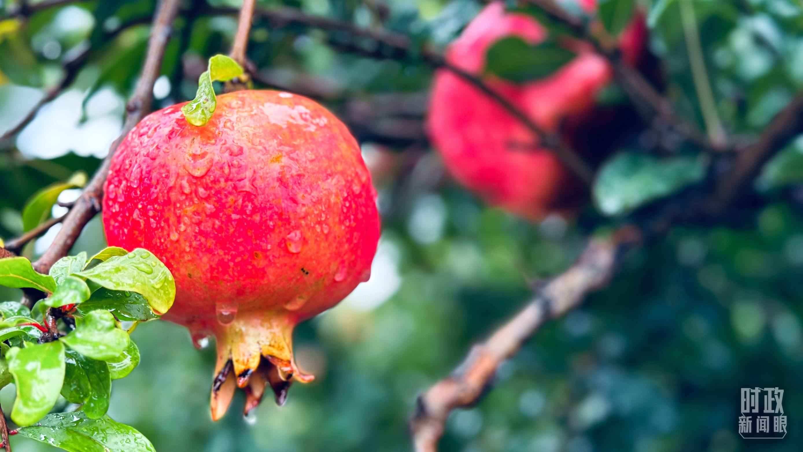 △一場秋雨過后，石榴更顯晶瑩。（總臺央視記者李輝、范一鳴拍攝）