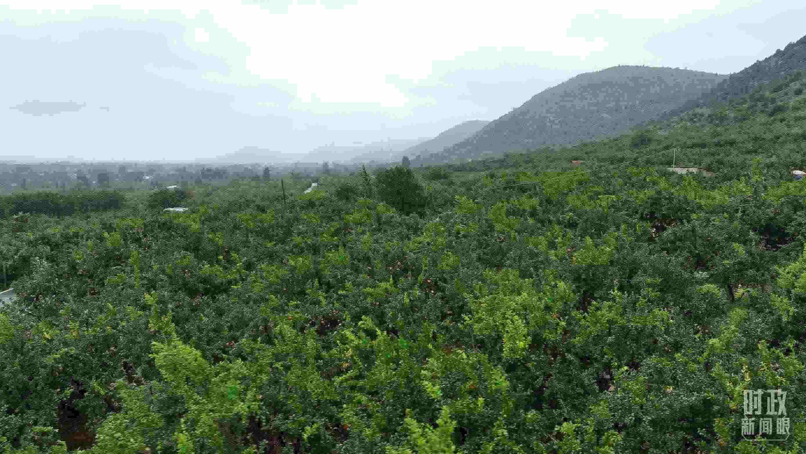 △山東棗莊冠世榴園。（總臺記者韓森、張鵬拍攝）