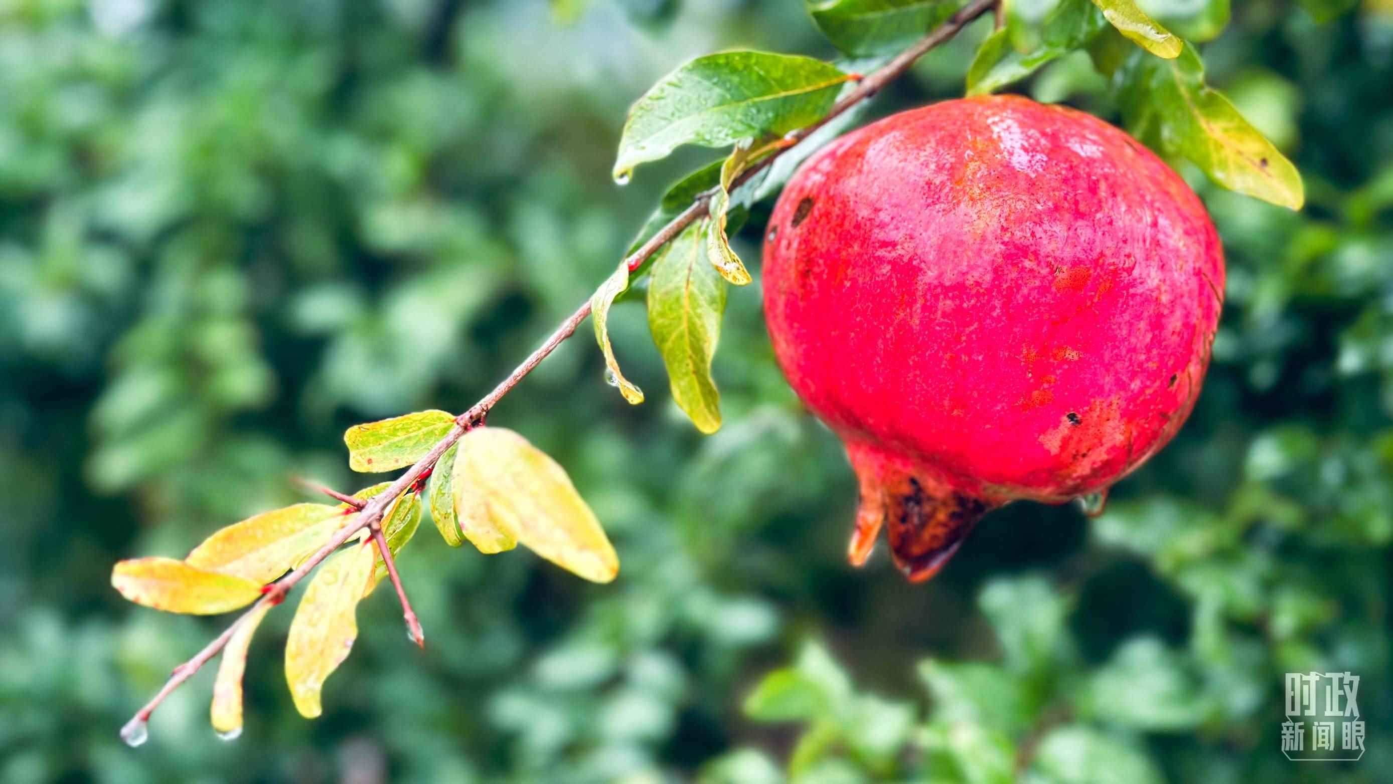 △山東省棗莊市冠世榴園，石榴紅了。（總臺(tái)央視記者范一鳴拍攝）