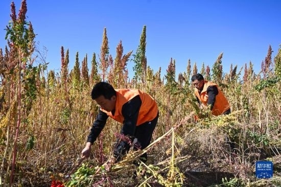 9月28日，農(nóng)民參加內(nèi)蒙古武川縣首屆藜麥開(kāi)鐮節(jié)割藜麥比賽。