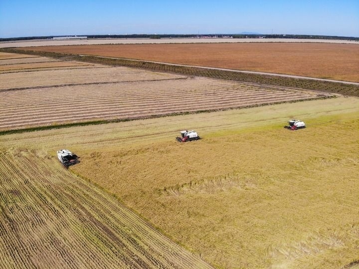 這是在位于黑龍江雙鴨山市友誼縣的北大荒農(nóng)業(yè)股份有限公司友誼分公司一地塊拍攝的水稻收獲現(xiàn)場（2023年9月21日攝，無人機照片）。新華社記者 王松 攝
