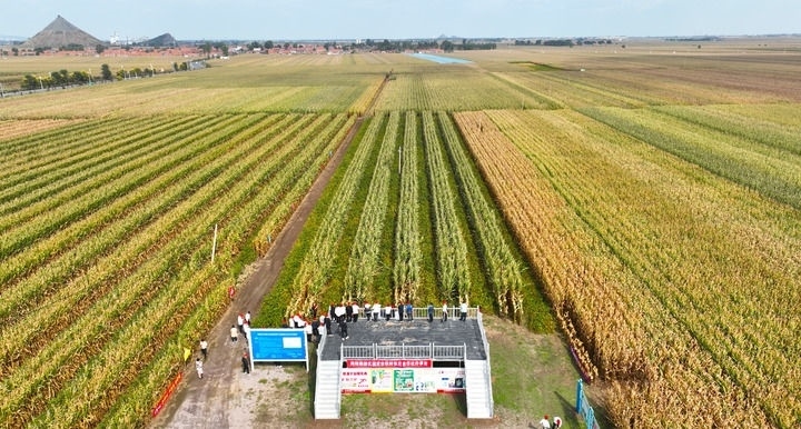 在遼寧省鐵嶺縣蔡牛鎮(zhèn)，外地農(nóng)民到張莊玉米合作社的大田里學(xué)習(xí)玉米選種和栽種技術(shù)（2023年9月26日攝，無人機照片）。新華社記者 楊青 攝