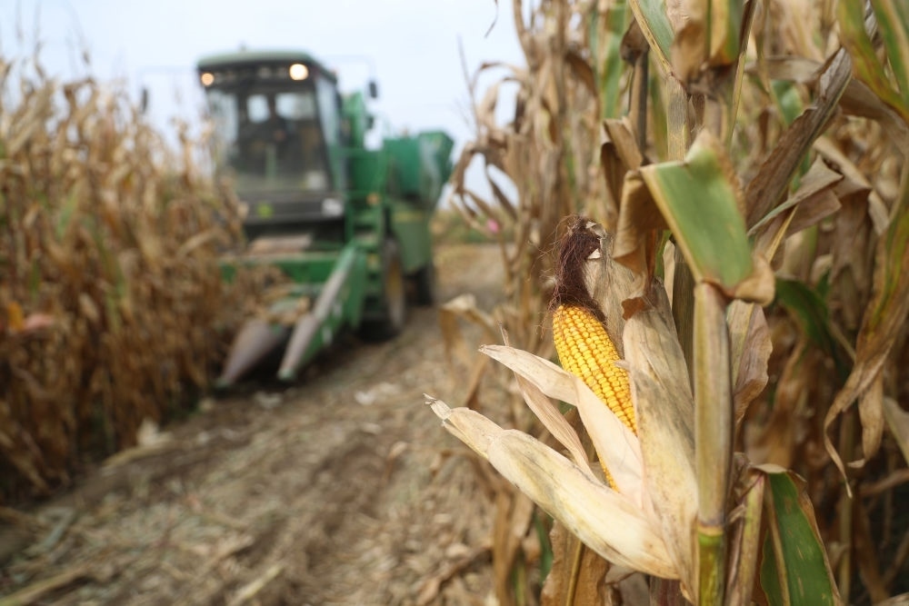 在遼寧省鐵嶺縣蔡牛鎮(zhèn)玉米田里，農(nóng)民駕駛農(nóng)機收割玉米（2023年9月26日攝）。新華社記者 楊青 攝