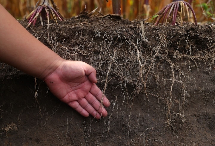 在遼寧省鐵嶺縣蔡牛鎮(zhèn)，張莊玉米合作社的農(nóng)民向外地農(nóng)民介紹黑土地保護和玉米秸稈還田情況（2023年9月26日攝）。新華社記者 楊青 攝