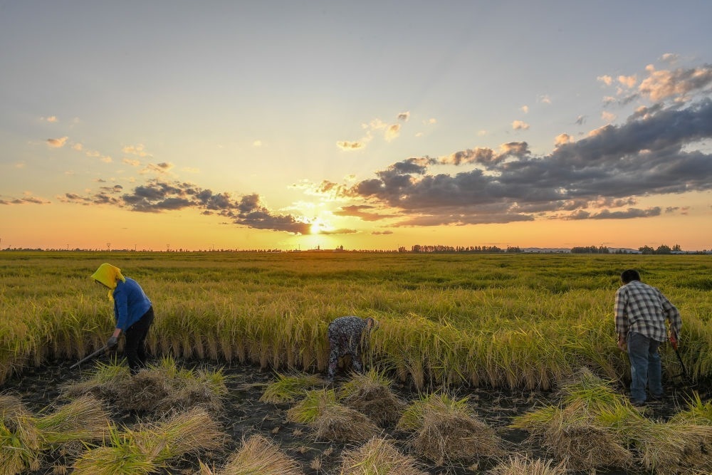 農(nóng)民在吉林省吉林市永吉縣萬昌鎮(zhèn)花家村收割水稻（2023年9月12日攝）。新華社記者 張楠 攝