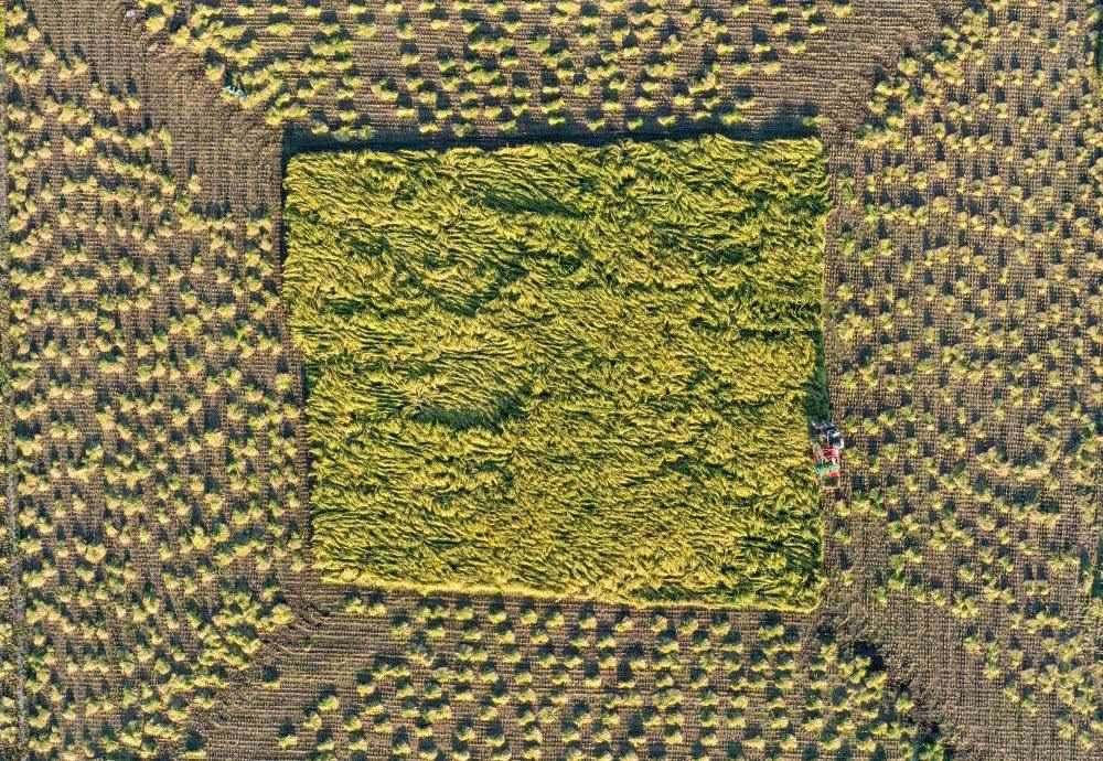 在吉林省舒蘭市平安鎮(zhèn)金星村，農(nóng)民駕駛農(nóng)機收割水稻（2023年9月21日攝，無人機照片）。新華社記者 張楠 攝