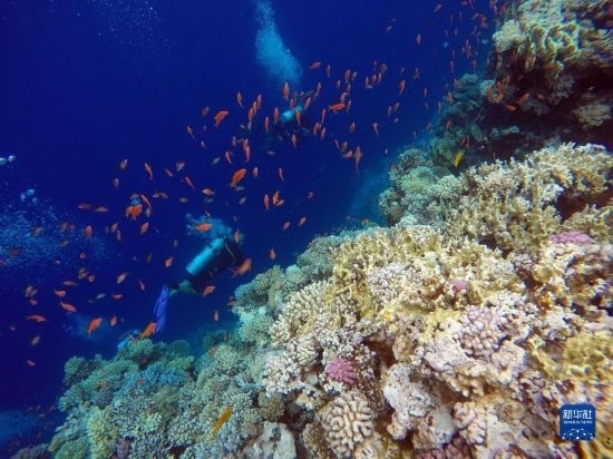  10月2日，人們在埃及西奈半島達哈布藍洞內(nèi)的珊瑚旁深潛。新華社記者 隋先凱 攝