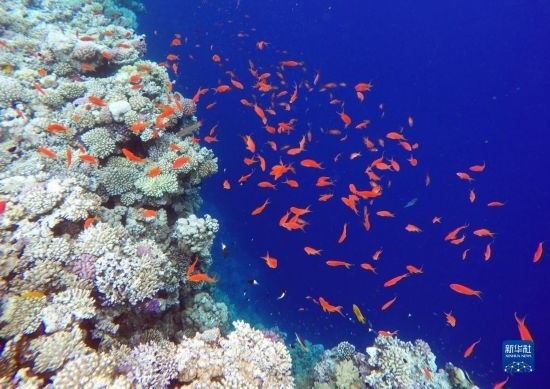  這是10月2日在埃及西奈半島達哈布藍洞內(nèi)拍攝的珊瑚和魚類。新華社記者 隋先凱 攝