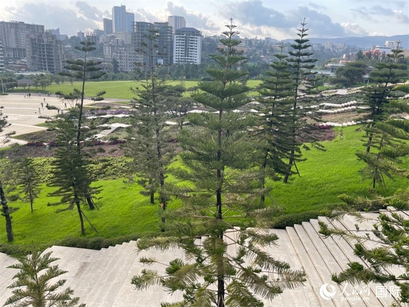 亞的斯亞貝巴友誼廣場的南洋杉。人民網(wǎng)記者 趙艷紅攝