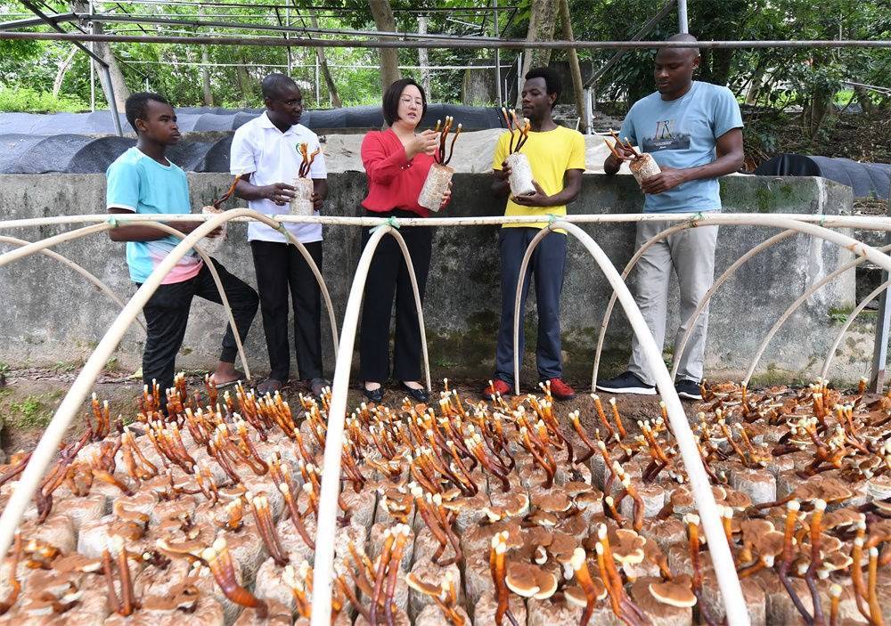 2021年8月12日，福建農(nóng)林大學國家菌草工程技術研究中心副主任林冬梅（中）為非洲留學生講解菌草鹿角靈芝的栽培情況。新華社記者 林善傳 攝