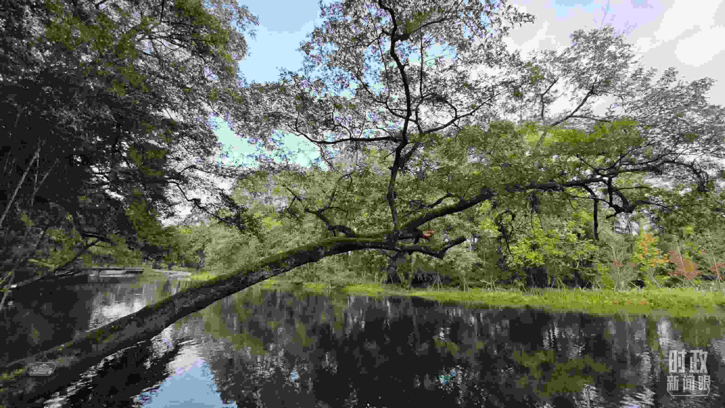 △饒河源國家濕地公園。（總臺央視記者郁振一拍攝）