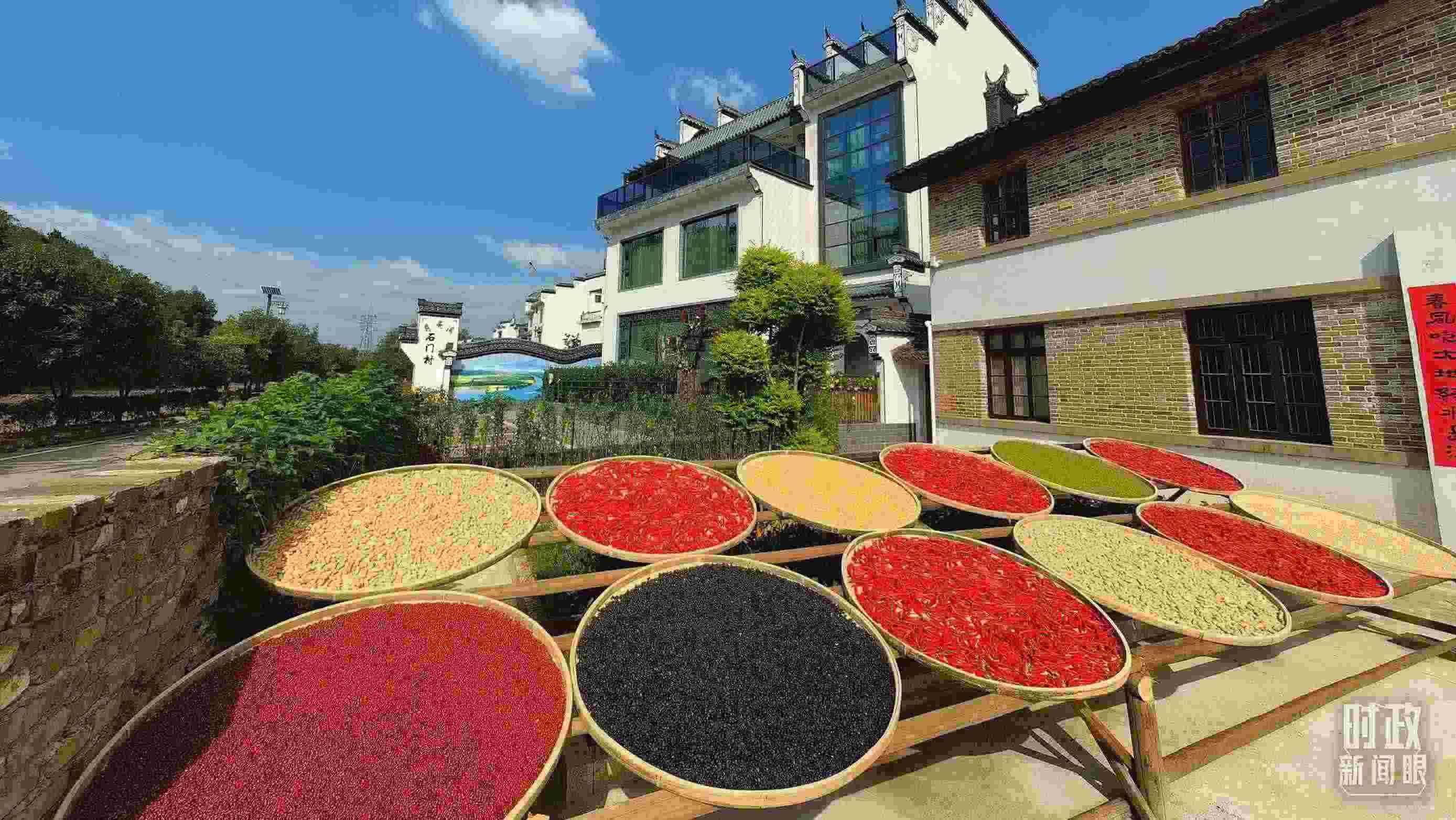 △曬秋農(nóng)俗成為婺源鄉(xiāng)村的一道美麗風景。（總臺央視記者段德文拍攝）