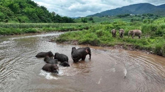 野生亞洲象組團泡澡降溫解暑。何有剛攝