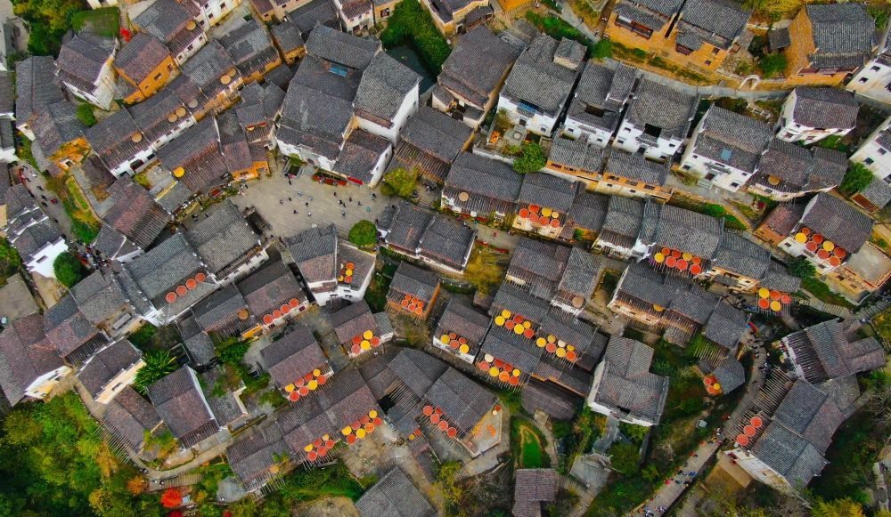 這是婺源縣江灣鎮(zhèn)篁嶺村的曬秋景象（2019年11月7日攝）。