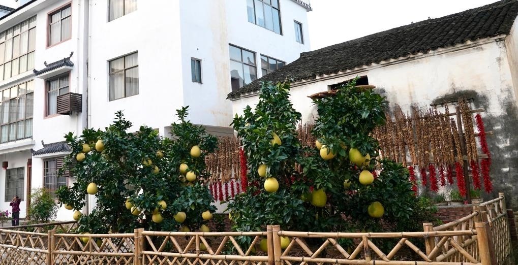 近日在江西省上饒市婺源縣秋口鎮(zhèn)王村石門自然村拍攝的馬家柚。新華社記者 胡晨歡 攝