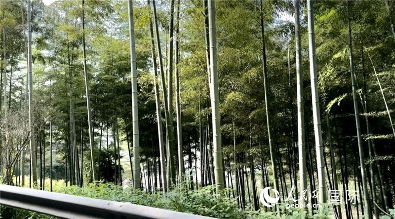 沿途中的竹林。人民網(wǎng)記者 周雨攝