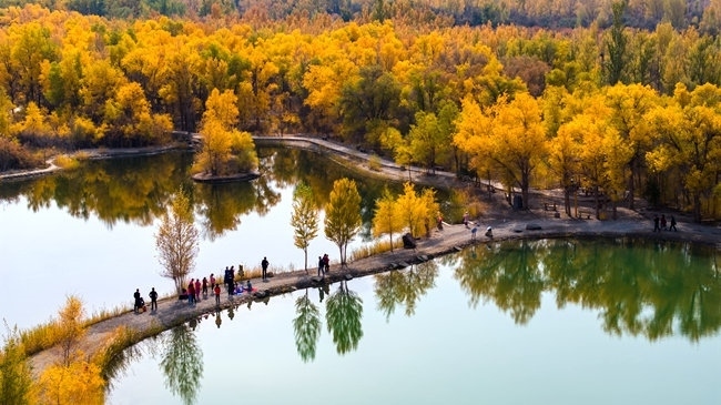 胡楊林金碧耀眼。蘭州局集團公司融媒體中心供圖