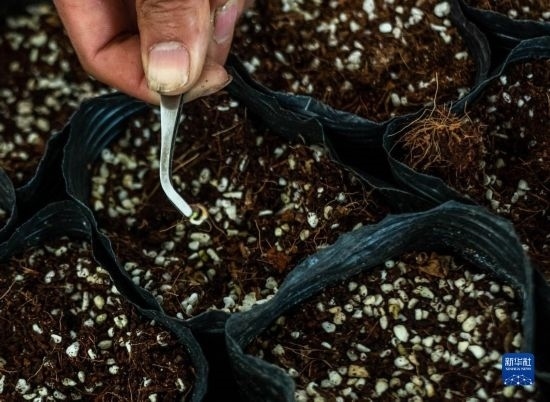 云南錦科花卉工程研究中心里已經(jīng)發(fā)芽的太空種子（4月3日攝）。